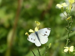 FZ006993 Small white butterfly (Pieris rapae) on flower.jpg